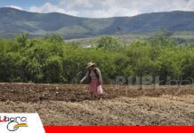 Padilla inicia la siembra grande con maní, maíz, frejol y papa Padilla comunidad de Chuquisaca, la siembra todavía es manuel/ Foto: Radio Centro Padilla