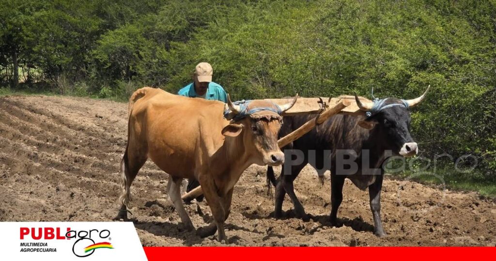 Maní, maíz y papa marcan el inicio de la siembra grande en Padilla/ Foto: Radio Centro Padilla