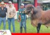 Criadores de Gyr y Girolando conforman su filial en el Beni Beni conformará su Comisión Gyr y Girolando/ Foto: Publiagro
