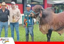 Criadores de Gyr y Girolando conforman su filial en el Beni Beni conformará su Comisión Gyr y Girolando/ Foto: Publiagro