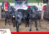 La genética ovina y caprina tendrá su propio encuentro en Santa Cruz Campeones de feria y genética brasileña llegarán al Encuentro Genético/ Foto: Publiagro