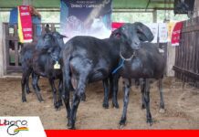 La genética ovina y caprina tendrá su propio encuentro en Santa Cruz Campeones de feria y genética brasileña llegarán al Encuentro Genético/ Foto: Publiagro