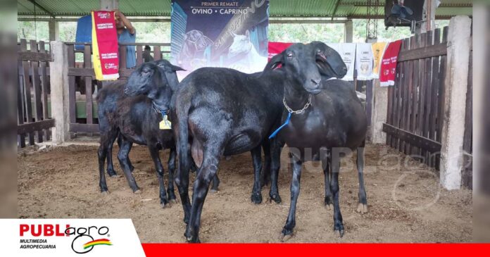 Campeones de feria y genética brasileña llegarán al Encuentro Genético/ Foto: Publiagro