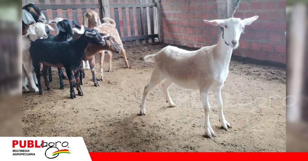 Ovinos y caprinos: un remate que reunirá genética de distintas razas/ Foto: Publiagro