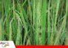 Mancha parda afecta hojas, tallos y vainas del arroz El arroz enfrenta una enfermedad que deja lesiones alargadas en sus hojas/ Foto: Internet