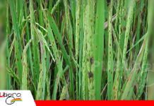 Mancha parda afecta hojas, tallos y vainas del arroz El arroz enfrenta una enfermedad que deja lesiones alargadas en sus hojas/ Foto: Internet