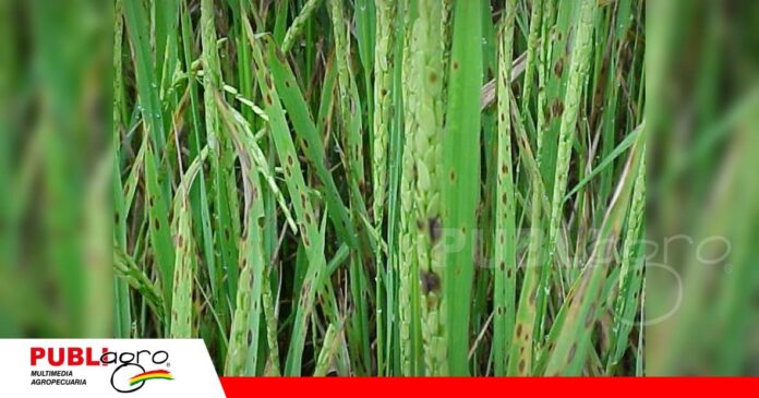 El arroz enfrenta una enfermedad que deja lesiones alargadas en sus hojas/ Foto: Internet