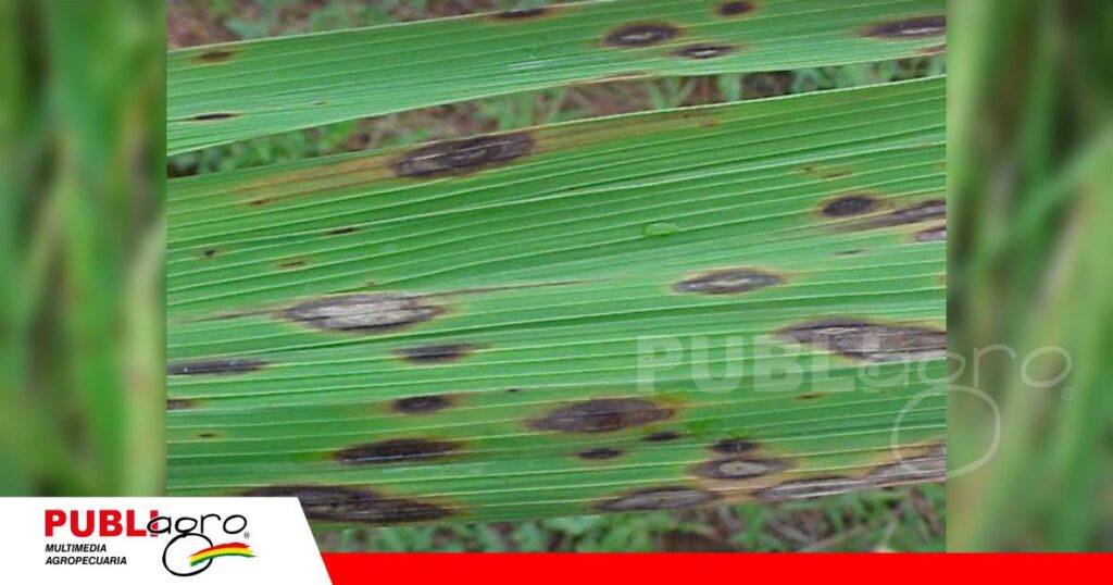 Identificar la mancha estrecha parda es importante para proteger el arroz/ Foto: Publiagro