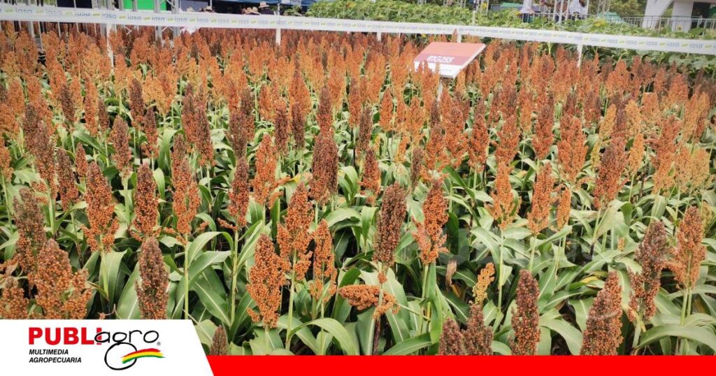 Fertilización y semillas concentraron la propuesta de Iasa/ Foto: Publiagro