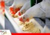 La eficiencia avícola comienza en la calidad del alimento El maíz y la soya concentran el 70% del costo de alimentación avícola/ Foto: Internet
