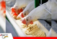 La eficiencia avícola comienza en la calidad del alimento El maíz y la soya concentran el 70% del costo de alimentación avícola/ Foto: Internet