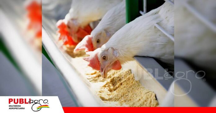 FOTO NOTAS WEB (3) El maíz y la soya concentran el 70% del costo de alimentación avícola/ Foto: Internet
