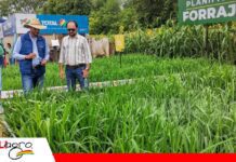 Pasturas y tecnología marcaron la participación de Totalpec en Agro Vidas Totalpec llevó soluciones forrajeras para mejorar el manejo ganadero/ Foto: Publiagro
