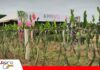La pitahaya abre nuevas oportunidades para los productores de Santa Cruz Agro Vidas mostró una alternativa en cultivo con la Pitahaya/ Foto: Publiagro