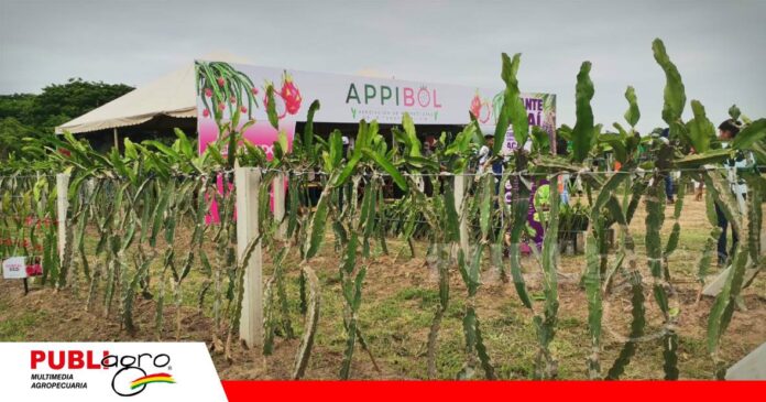 Agro Vidas mostró una alternativa en cultivo con la Pitahaya/ Foto: Publiagro