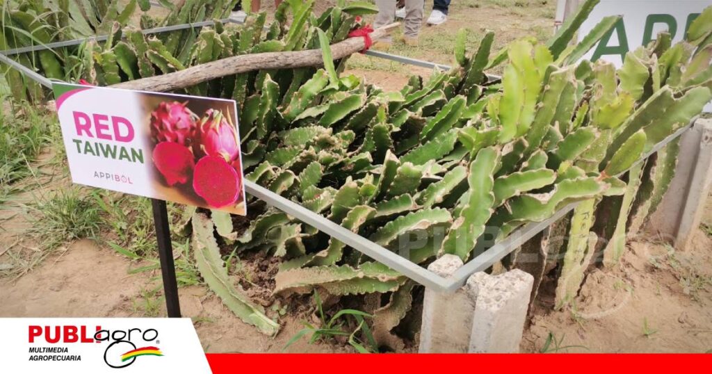 Se mostraron las diferentes variedades de pitahaya/ Foto: Publiagro