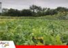 Bolivia produce frejol con potencial nutricional, pero su consumo sigue siendo bajo Vallecito trabaja en nuevas variedades de frejol para mejorar la producción nacional/ Foto: Publiagro