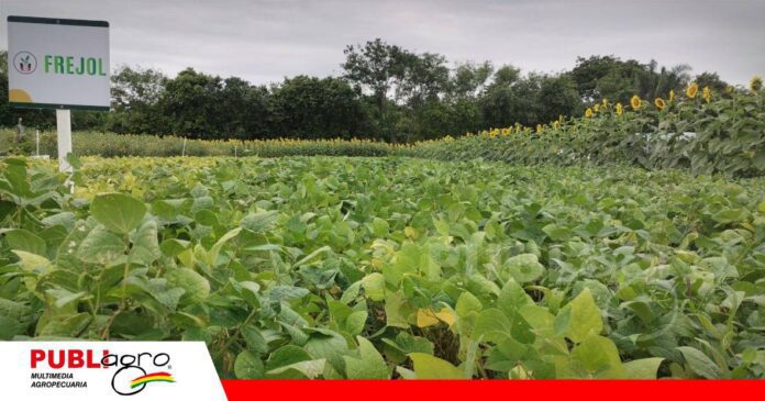 FOTO NOTAS WEB (46) Vallecito trabaja en nuevas variedades de frejol para mejorar la producción nacional/ Foto: Publiagro