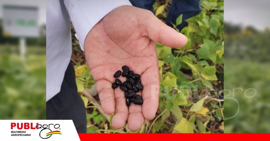 FOTO NOTAS WEB (47) Vallecito busca variedades de frejol que faciliten la cosecha mecanizada/ Foto: Publiagro