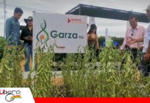 Garza y Aurora amplían las opciones de soya para la campaña de verano Anapo presentó la variedad de soya Garza y alistó semillas para la campaña de verano/ Foto: Publiagro