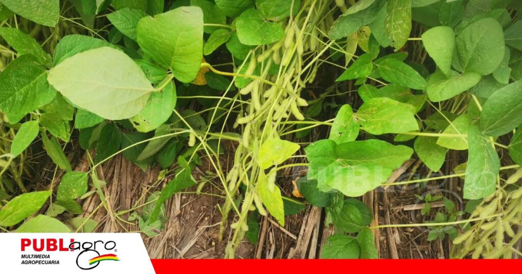 Variedad Garza para los productores de soya/ Foto: Publiagro