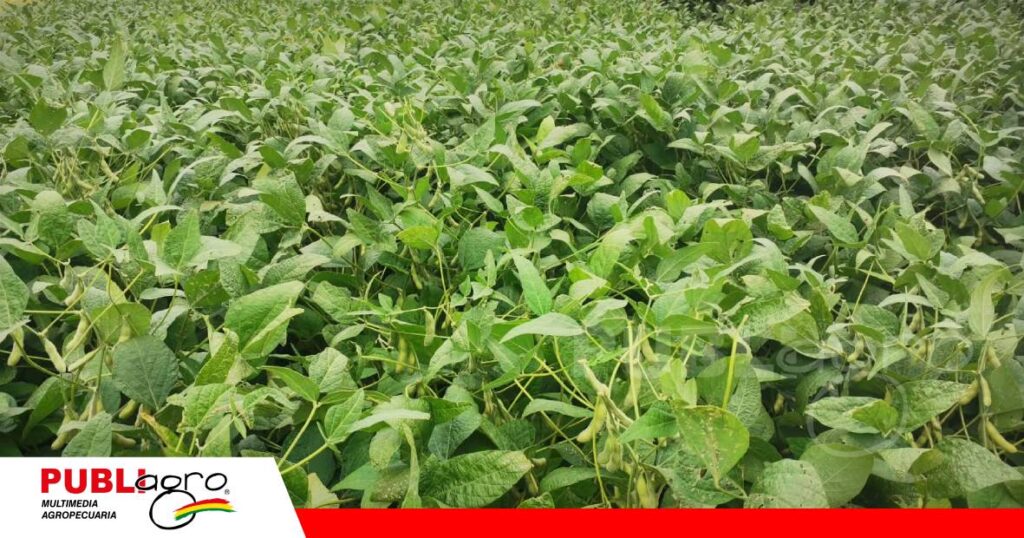 Anapo destacó el potencial productivo de su nueva variedad de soya Garza/ Foto: Publiagro