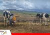 Mi Bolivia Lechera plantea un fondo de apoyo para toda la cadena láctea Busca elevar la productividad, mejorar el acopio y transporte/ Foto: Pro Bolivia