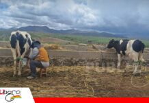 Mi Bolivia Lechera plantea un fondo de apoyo para toda la cadena láctea Busca elevar la productividad, mejorar el acopio y transporte/ Foto: Pro Bolivia