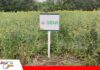 El cártamo se perfila como alternativa al girasol por su resistencia a la sequía El cártamo puede desarrollarse con menos agua que el girasol/ Foto: Publiagro