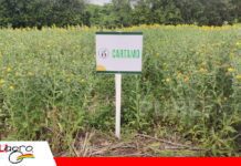 El cártamo se perfila como alternativa al girasol por su resistencia a la sequía El cártamo puede desarrollarse con menos agua que el girasol/ Foto: Publiagro
