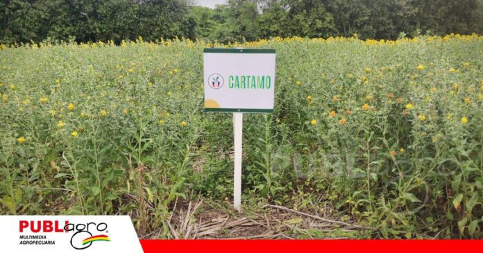 FOTO NOTAS WEB (58) El cártamo puede desarrollarse con menos agua que el girasol/ Foto: Publiagro