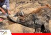 Sequía afecta a 78.217 familias y deja más de 75.000 cabezas de ganado perdidas en seis departamentos Comunarios hidratan a un animal afectado por la falta de agua. Foto: cronica.bo