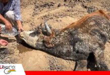 Sequía afecta a 78.217 familias y deja más de 75.000 cabezas de ganado perdidas en seis departamentos Comunarios hidratan a un animal afectado por la falta de agua. Foto: cronica.bo