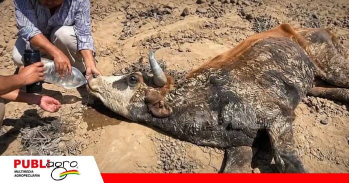 FOTO NOTAS WEB (6) Comunarios hidratan a un animal afectado por la falta de agua. Foto: cronica.bo