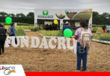 Fundacruz apuesta por soya más tolerante al estrés climático Nuevas tecnologías genéticas buscan mejorar el rendimiento de la soya/ Foto: Publiagro