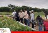 Huertos familiares: una alternativa para ahorrar en la compra de hortalizas Vallecito promueve huertos familiares/ Foto: Publiagro