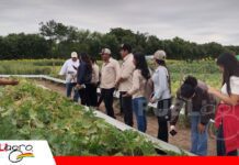 Huertos familiares: una alternativa para ahorrar en la compra de hortalizas Vallecito promueve huertos familiares/ Foto: Publiagro