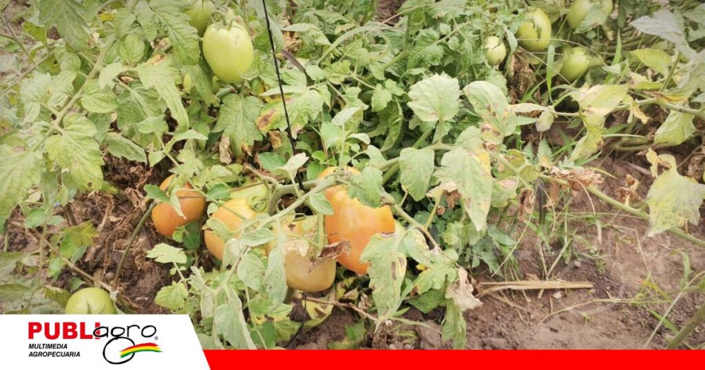 FOTO NOTAS WEB (62) 20 especies de hortalizas en espacios menores a 200 metros cuadrados/ Foto: Publiagro