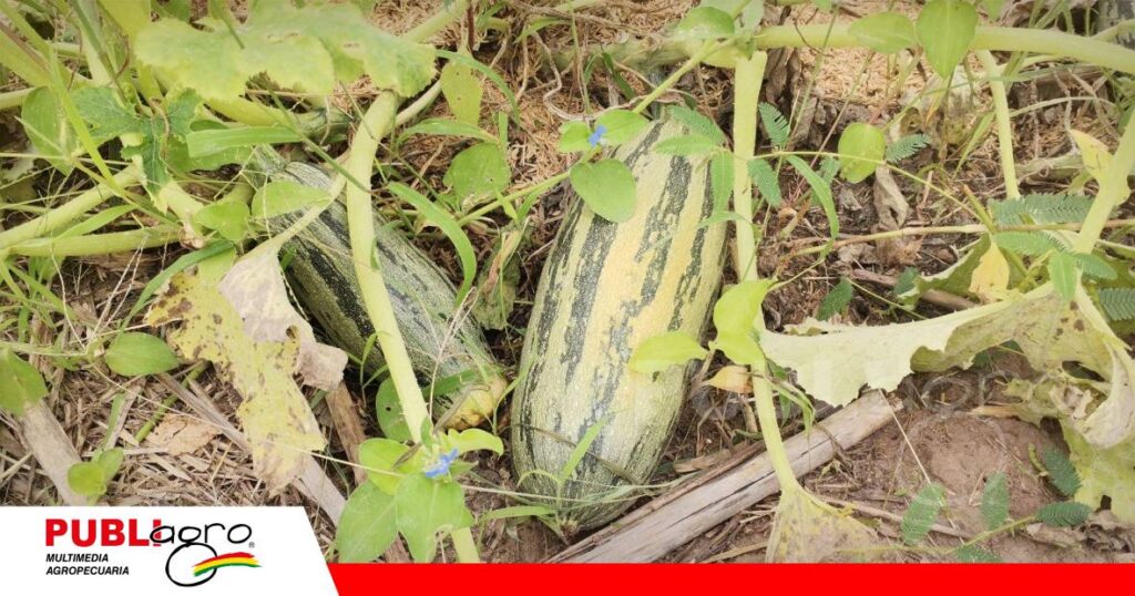 FOTO NOTAS WEB (63) Vallecito promueve huertos con tomate, zanahoria, pimentón, cebolla y otras especies/ Foto: Publiagro