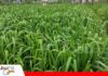 De los pastos nativos a las variedades mejoradas: cambia la ganadería Las nuevas pasturas mejoran la alimentación y la productividad del ganado/ Foto: Publiagro