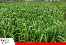 De los pastos nativos a las variedades mejoradas: cambia la ganadería Las nuevas pasturas mejoran la alimentación y la productividad del ganado/ Foto: Publiagro