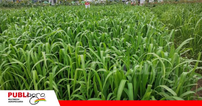 Las nuevas pasturas mejoran la alimentación y la productividad del ganado/ Foto: Publiagro