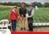 Proasis evalúa abonos verdes y compost para conservar los suelos agrícolas Proasis prueba alternativas para producir y conservar los suelos/ Foto: Publiagro