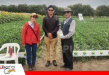 Proasis evalúa abonos verdes y compost para conservar los suelos agrícolas Proasis prueba alternativas para producir y conservar los suelos/ Foto: Publiagro