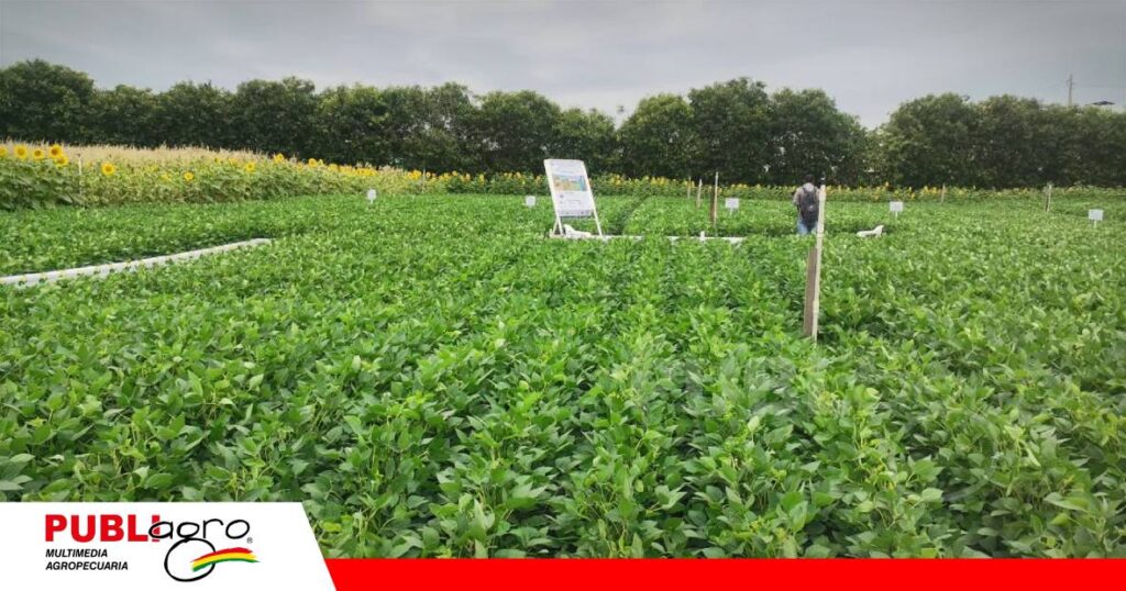 Ensayos de Proasis muestran diferencias en suelos con prácticas de conservación en Okinawa/ Foto: Publiagro