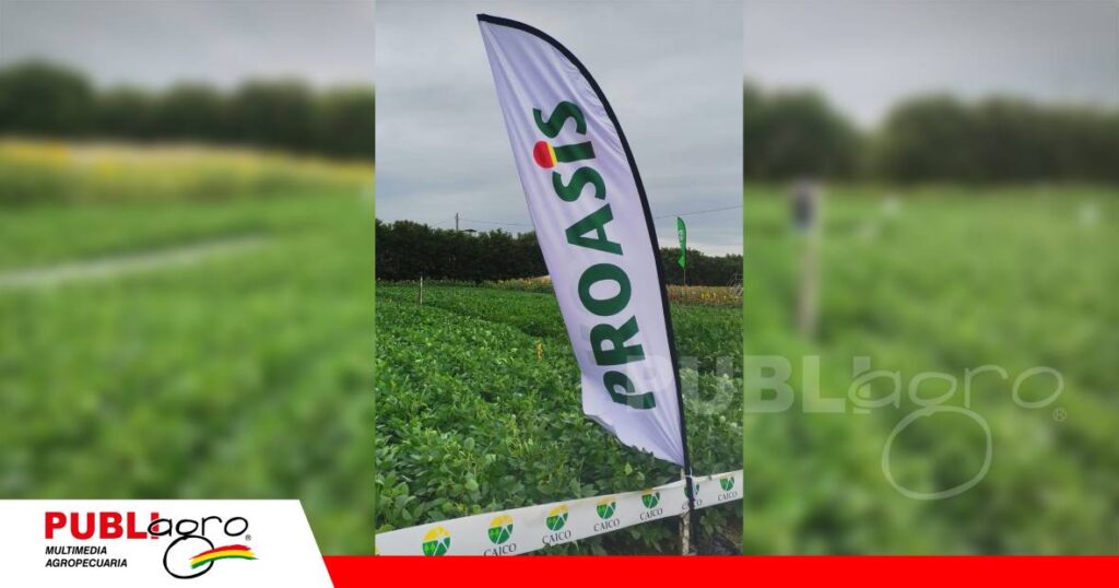 La iniciativa trabaja con cultivos de cobertura, abonos verdes y compost bovino/ Foto: Publiagro