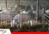 La selección de las cerdas y el manejo de la gestación mejoran la productividad porcina Una buena selección de las cerdas favorece el rendimiento de las granjas porcinas/ Foto: Internet