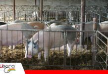 La selección de las cerdas y el manejo de la gestación mejoran la productividad porcina Una buena selección de las cerdas favorece el rendimiento de las granjas porcinas/ Foto: Internet
