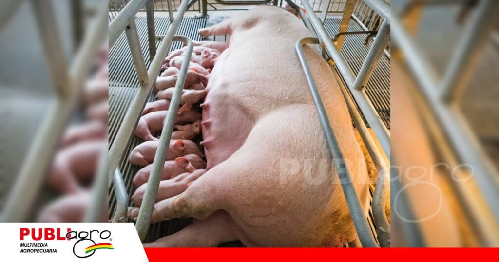 FOTO NOTAS WEB (73) El manejo reproductivo y nutricional define los resultados/ Foto: Internet