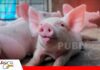 La nutrición por fases mejora el crecimiento y la conversión alimenticia en cerdos La inversión nutricional durante la recría puede mejorar los resultados/ Foto: Intermet
